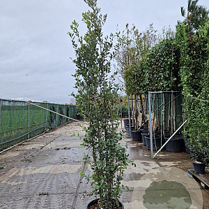 Quercus ilex 200-250 cm 50L