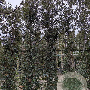 Quercus ilex 350-400 cm cont. 750L meerstammig