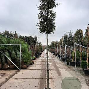 Quercus ilex 180 cm stam container 10-12 hoge lei