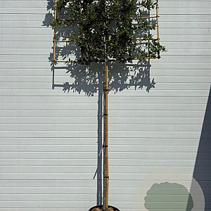Quercus ilex 10-12 HO container lei 150x120