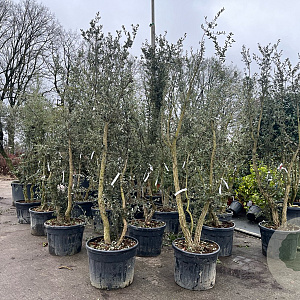 Quercus suber 250-300 cm container meerstammig opgekroond