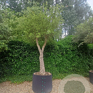 Quercus suber 350-400 cm container solitair