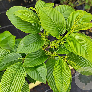 Rhamnus imeretina 125-150 cm cont. 110L