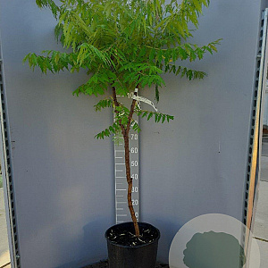 Rhus typhina Tiger Eyes 80-100 cm 20L