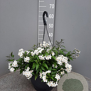 Solanum jasminoides GM C6L