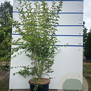 Syringa microphylla 'Superba' 125-150 cm 20L