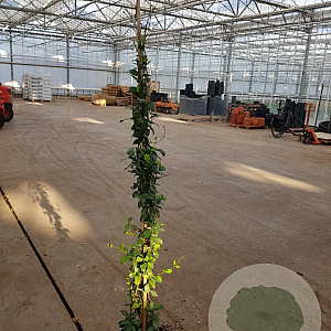 Trachelospermum jasminoides 175-200 cm 10L