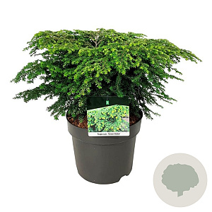 Tsuga can. 'Green Globe' 50-60 cm 7,5L