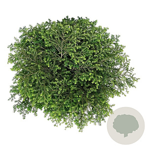 Tsuga can. 'Green Globe' 50-60 cm 7,5L