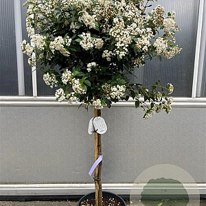 Viburnum tin. 'Eve Price' 80 cm stam 20L extra