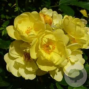 Rosa (T) Golden Age 200-250 cm 20L 3 stok