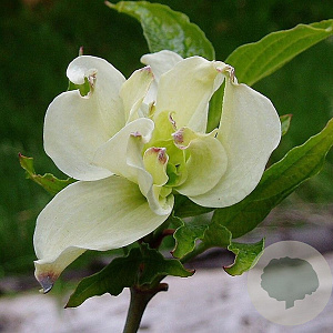 Cornus fl. 'Alba Plena' 250-300 cm cont. 130L