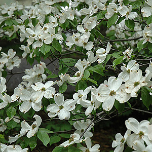 Cornus fl. 'Cherokee Princess' 175-200 cm cont. 80L
