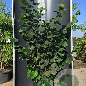 Corylus 'Halle'sche Riesen' 150-175 cm 20L