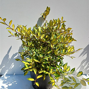 Elaeagnus pungens 'Maculata' 80-100 cm 20L