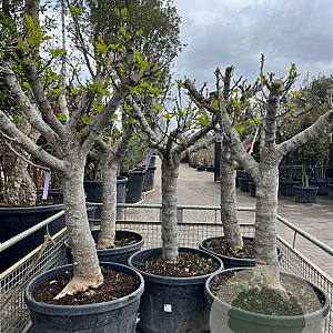 Ficus carica GM container