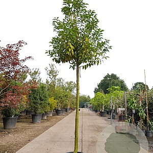 Prunus l. 'Angustifolia' 120 cm stam container 20-25