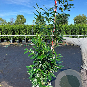 Prunus l. 'Caucasica' 175-200 cm 20L