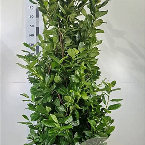 Prunus I. 'Rotundifolia' 150-175 cm 20L