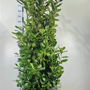 Prunus I. 'Rotundifolia' 150-175 cm 20L