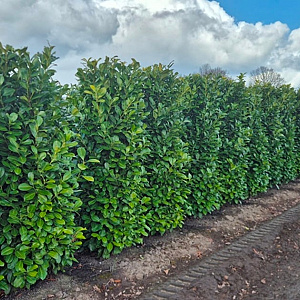 Prunus I. 'Rotundifolia' 200-225 cm draadkluit