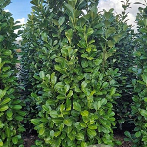 Prunus I. 'Rotundifolia' 200-225 cm draadkluit