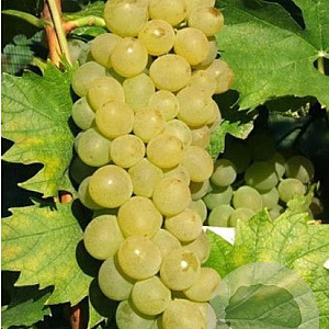 Vitis 'Amandin' 200-250 cm 20L 3 stok