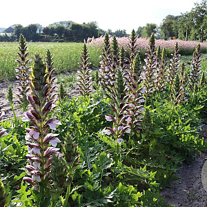 Acanthus hungaricus 'White Lips' GM P9