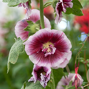 Alcea r. 'Crème de Cassis' GM P9