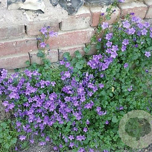 Campanula portenschlagiana GM P9