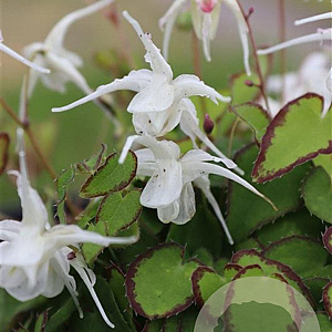 Epimedium gr. 'Bandit' GM P9