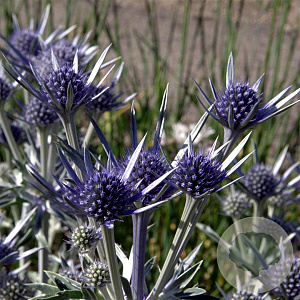 Eryngium bourgatii GM P9