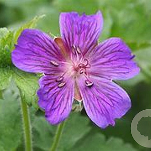 Geranium ibericum 'Vital' GM P9