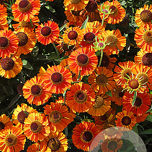 Helenium 'Short and Sassy' GM P9