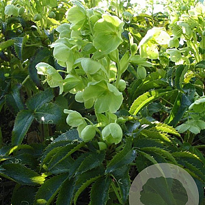 Helleborus argutifolius GM P9