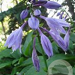 Hosta 'Betsy King' GM P9