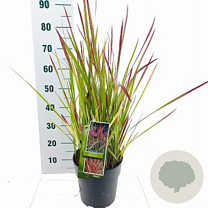 Imperata "Red Baron" 50-70 cm 6,5L