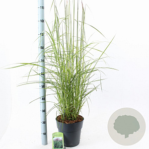Miscanthus sin. 'Ferner Osten' 50-80 cm 6,5L