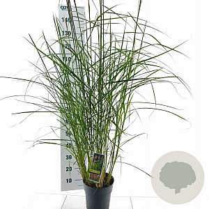 Miscanthus sin. 'Ferner Osten' 50-80 cm 6,5L