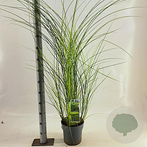 Miscanthus sin. 'Gracillimus' 50-80 cm 6,5L