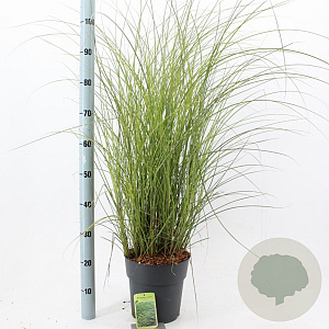 Miscanthus sin. 'Gracillimus' 50-80 cm 6,5L