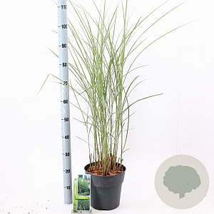 Miscanthus sin. 'Gracillimus' 50-80 cm 6,5L