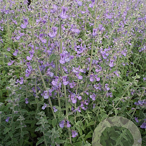 Nepeta 'Senior' GM P9