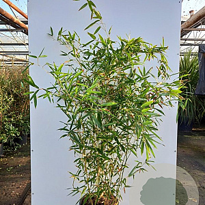 Phyllostachys bissetii 200-250 cm 20L