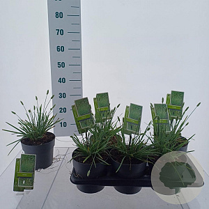 Sesleria nitida 20-30 cm 2,0L