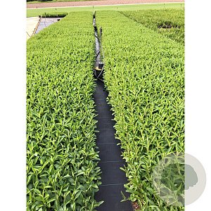 Verbena bonariensis GM P9