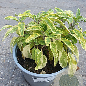 Salvia off. 'Icterina' P14