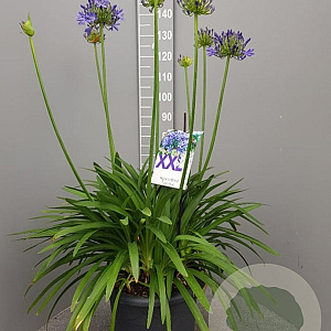 Agapanthus Eydori Blue GM 25L
