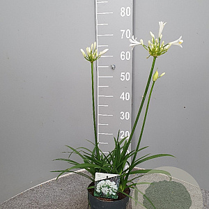 Agapanthus Eydori White GM P15