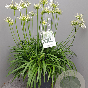 Agapanthus Eydori White GM 25L